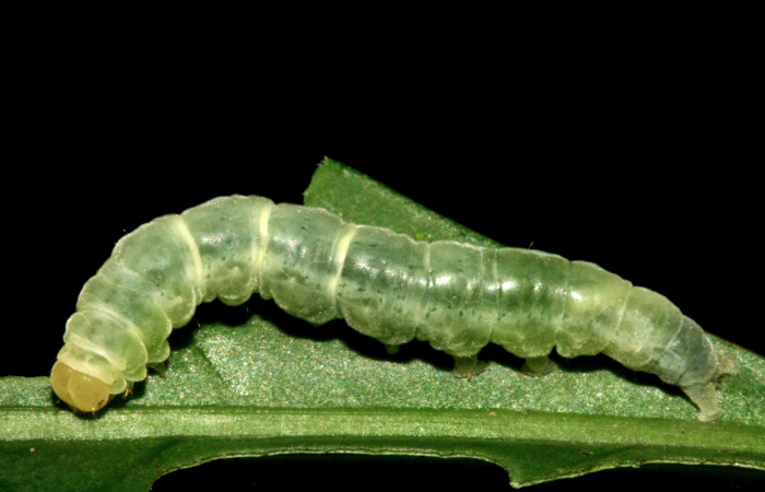 Fig 1. Larva <i>Diaphania glauculalis</i></i>. Sector Camino Albergue Oscar Voucher 11-SRNP-2157-DHJ480989.jpg               Voucher 11-SRNP-2157-DHJ480989.jpg