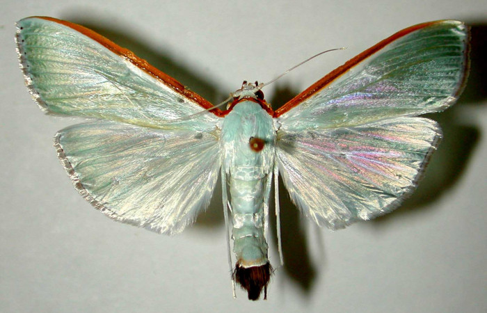 Fig .6 Adulto <i>Diaphania glauculalis</i></i>. Vista dorsal. Voucher 98-SRNP-15213-DHJ33552.jpg.