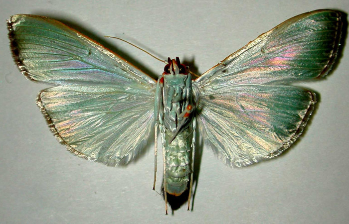 Fig .7 Adulto <i>Diaphania glauculalis</i></i>. Vista ventral. Voucher 98-SRNP-15213-DHJ33553.jpg.