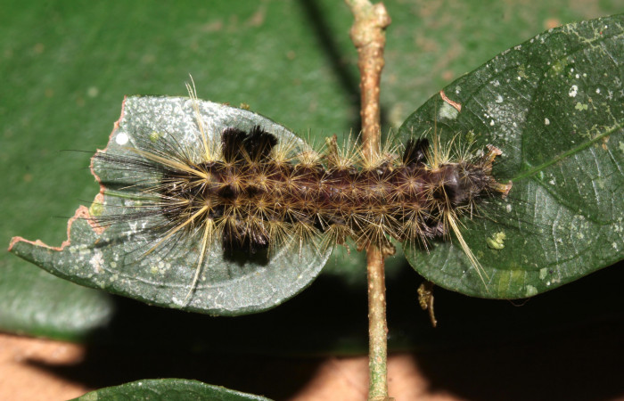 Fig. 10 Larva <i>Eucereon centrale</i></i>, mostrando la parte dorsal entero. Voucher: 17-SRNP-32569-DHJ743077.jpg.