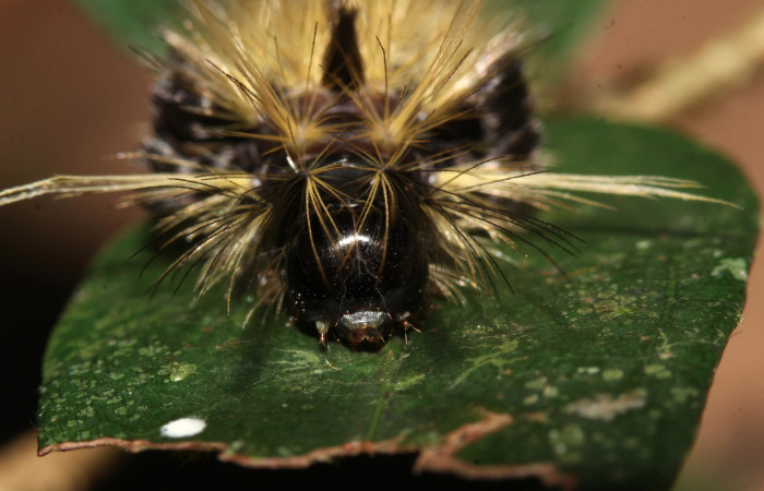 Fig. 11 Larva <i>Eucereon centrale</i></i>, mostrando la parte de la cabeza. Voucher: 17-SRNP-32569-DHJ743078.jpg.