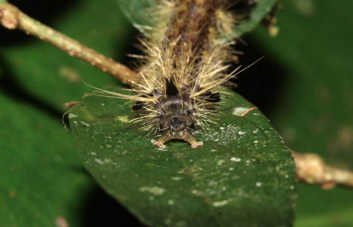 Fig. 12 Larva <i>Eucereon centrale</i></i>, mostrando la parte trasera. Voucher: 17-SRNP-32569-DHJ743081.jpg.