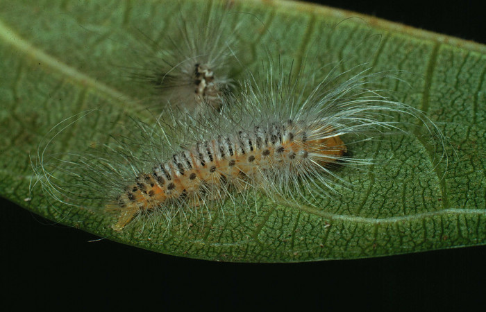 Fig. 13 Larva <i>Eucereon erythrolepsis</i></i>, mostrando la parte lateral entero. Voucher: 90-SRNP-2-DHJ11993.jpg.