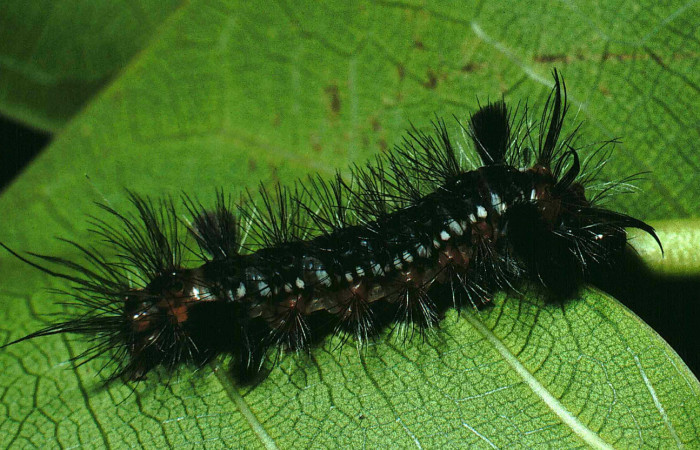 Fig. 14 Larva <i>Eucereon erythrolepsis</i></i>, mostrando la parte lateral entero. Voucher: 90-SRNP-910-DHJ12631.jpg.