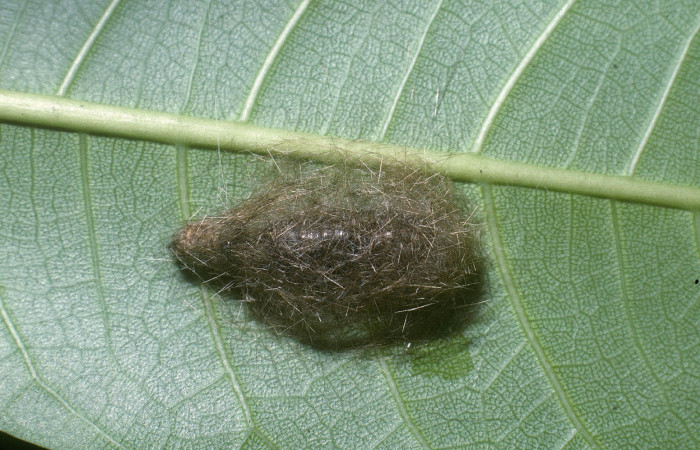 Fig. 16 Capullo de la larva <i>Eucereon erythrolepsis</i></i>, adentro parásito <i>Atactosturmia</i></i> Wood02DHJ05, familia (Tachinidae), Voucher: 04-SRNP-13810-DHJ86439.jpg.