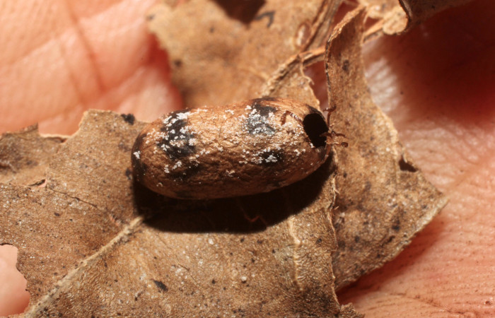 Fig. 17 Capullo de parásito <i>Casinaria</i></i> CAS-04/09DHJ01, familia (Ichneumonidae), Voucher: 10-SRNP-36108-DHJ800160.jpg.