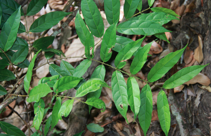 Fig. 18 Planta <i> Forsteronia spicata</i></i> (Apocynaceae), hospedera de la larva <i>Eucereon centra[le</i></i>, (Erebidae), Sector del Oro. Quebrada Serrano. Foto. Roster Moraga 6 Mayo 2020.
