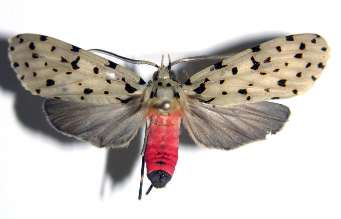 Fig.1 Adulto <i>Eucereon centrale</i></i>, macho mostrando la parte dorsal.Voucher: 03-SRNP-8237-DHJ94194.