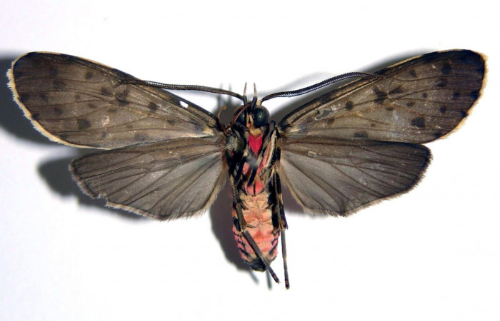 Fig. 2 Adulto <i>Eucereon centrale</i></i>, macho mostrando la parte ventral.Voucher: 03-SRNP-8237-DHJ94195.