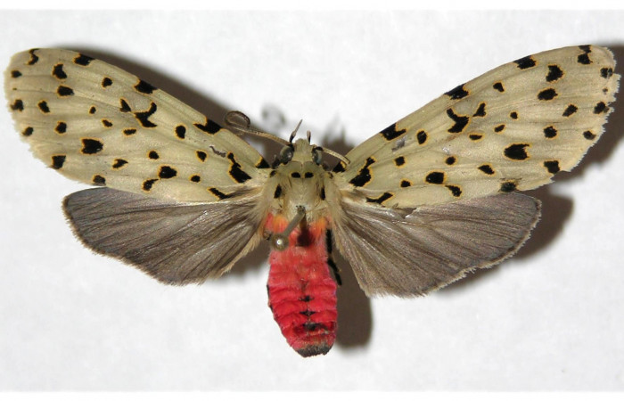 Fig. 3 Adulto <i>Eucereon centrale</i></i>, hembra mostrando la parte dorsal.Voucher: 04-SRNP-61451-DHJ318654.