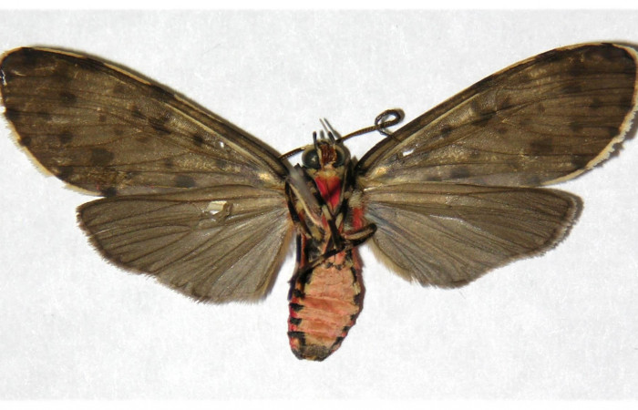 Fig. 4 Adulto <i>Eucereon centrale</i></i>, hembra mostrando la parte ventral.Voucher: 04-SRNP-61451-DHJ318655.