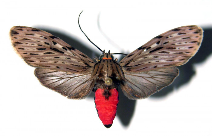 Fig. 5 Adulto <i>Eucereon erythrolepsis</i></i>, hembra mostrando la parte dorsal.Voucher: 92-SRNP-3024-DHJ92282.