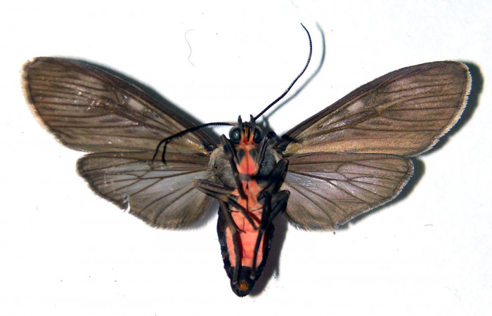 Fig. 6 Adulto <i>Eucereon erythrolepsis</i></i>, hembra mostrando la parte ventral.Voucher: 92-SRNP-3024-DHJ92283. 