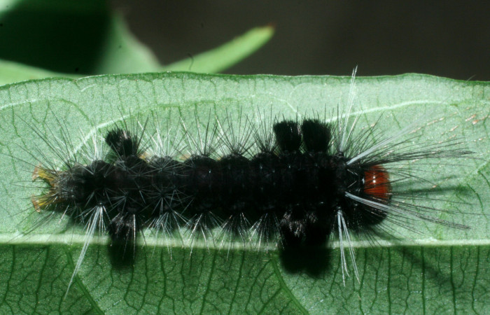 Fig. 7 Larva <i>Eucereon centrale</i></i>, mostrando la parte dorsal entero. Voucher: 09-SRNP-56450-DHJ460405.jpg.