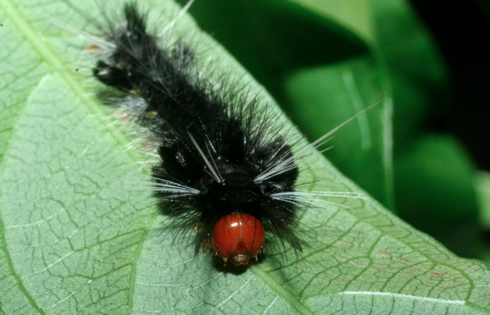 Fig. 8 Larva <i>Eucereon centrale</i></i>, mostrando la parte de la cabeza. Voucher: 09-SRNP-56450-DHJ460407.jpg.
