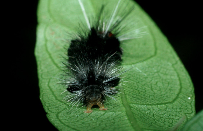 Fig. 9 Larva <i>Eucereon centrale</i></i>, mostrando la parte trasera. Voucher: 09-SRNP-56450-DHJ460408.jpg.