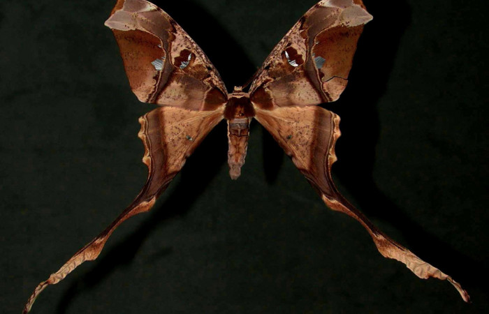 Fig. 1 Adulto vista dorsal hembra <i>Copiopteryx semiramis</i></i> (Saturnidae), mide 91mm de envergadura. Bosque San Emilio, Sector Santa Rosa, 300 m. 96-SRNP-7115-DHJ31177.
