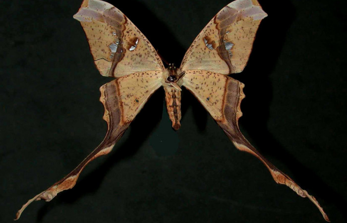 Fig. 2 Adulto vista ventral hembra <i>Copiopteryx semiramis</i></i> (Saturnidae), mide 91mm de envergadura Bosque San Emilio, Sector Santa Rosa, 300 m. 96-SRNP-7115-DHJ31178.