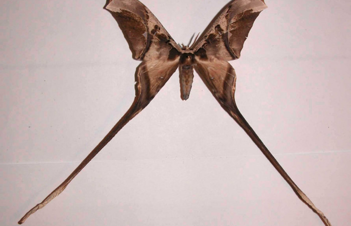 Fig. 3 Adulto vista dorsal macho <i>Copiopteryx semiramis</i></i> (Saturnidae), mide 99mmde envergadura. Luces, Sector Santa Rosa, 300 m.03-SRNP-12763-DHJ37168.