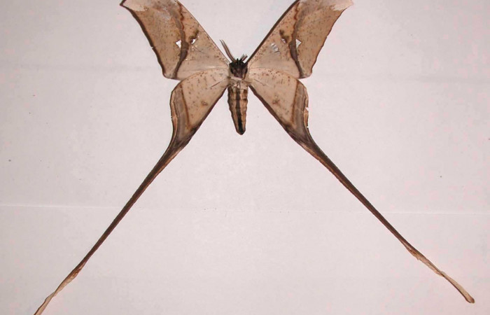 Fig. 4 Adulto vista ventral macho <i>Copiopteryx semiramis</i></i> (Saturnidae), mide 99mm de envergadura.Luces, Sector Santa Rosa, 300 m. 03-SRNP-12763-DHJ37169.