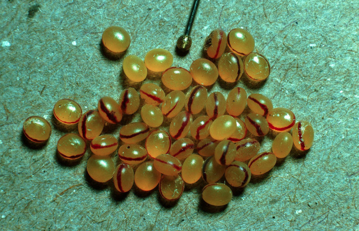 Fig. 5 Huevos <i>Copiopteryx semiramis</i></i> (Saturnidae), Area Administrativa. Sector Santa Rosa, 295 m. 85-SRNP-249-DHJ56841.