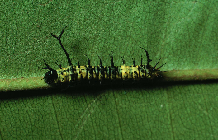 Fig. 6 Larva <i>Copiopteryx semiramis</i></i> (Saturnidae), Area Administrativa. Sector Santa Rosa, 295 m. 84-SRNP-362-DHJ56835.