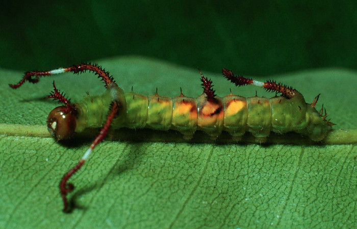 Fig. 8 Larva vista dorsal entero  <i>Copiopteryx semiramis</i></i> (Saturnidae), Quebrada Guapote,  Sector Santa Rosa, 240 m. 84-SRNP-362-DHJ56821. 