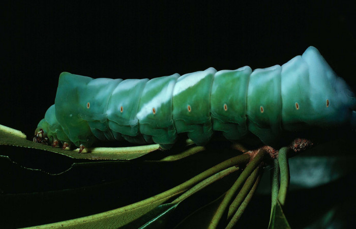 Fig. 10 Larva lateral entero último estadio <i>Copiopteryx semiramis</i></i> (Saturnidae), Quebrada Guapote. Sector Santa Rosa, 240 m. 83-SRNP-1237-DHJ56809.