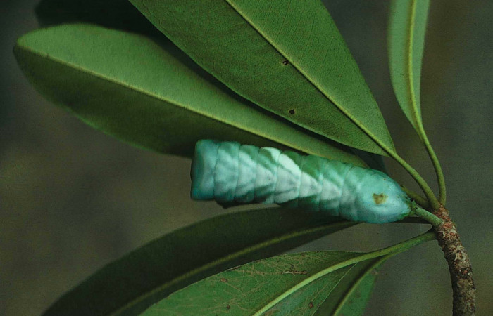 Fig. 11 Larva dorsal entero último estadio, <i>Copiopteryx semiramis</i></i> (Saturnidae), Quebrada Guapote. Sector Santa Rosa, 240 m. 83-SRNP-1237-DHJ56811.