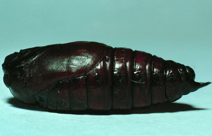 Fig. 12 Pupa lateral entero <i>Copiopteryx semiramis</i></i> (Saturnidae), Quebrada Guapote. Sector Santa Rosa, 240 m. 83-SRNP-1237-DHJ56819.