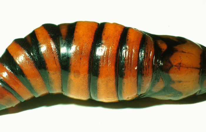 Figura 5. Pupa de <i>Unzela pronoe</i></i> (Sphingidae), vista dorsal, localidad Bosque Húmedo, Sector Santa Rosa ACG (290m). Voucher: 01-SRNP-14630-DHJ58794.jpg.