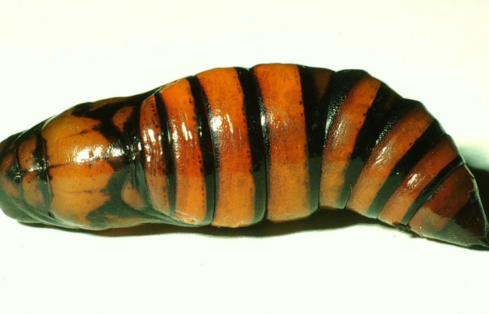 Figura 6. Pupa de <i>Unzela pronoe</i></i> (Sphingidae), vista lateral, localidad Bosque Húmedo, Sector Santa Rosa ACG (290m). Voucher: 01-SRNP-14630-DHJ59244.jpg.