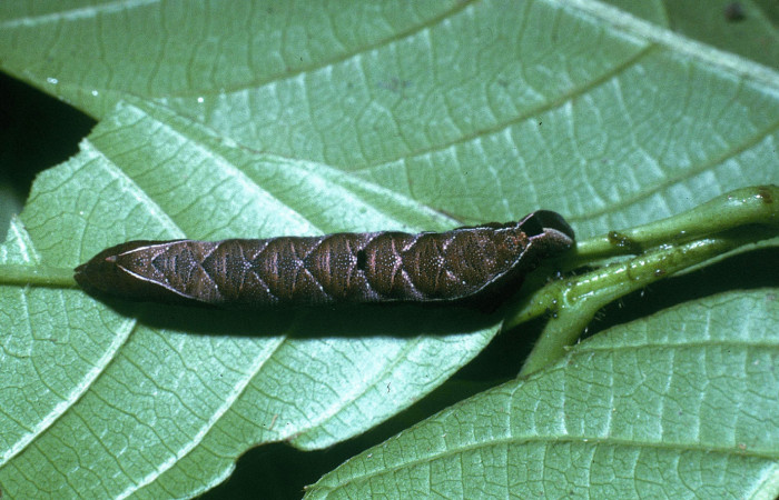 Figura 4. Larva <i>Unzela pronoe</i></i> (Sphingidae), último estadío (U) vista dorsal, localidad Ingas, Sector Pitilla ACG (580m). Voucher: 04-SRNP-32637-DHJ83860.jpg.