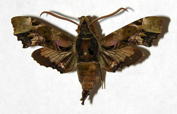Figura 7. Adulto de <i>Unzela pronoe</i></i> (Sphingidae), macho vista dorsal, localidad Estación Biológica Pitilla, Sector Pitilla ACG (675m). Voucher: 05-SRNP-31392-DHJ319250.jpg.