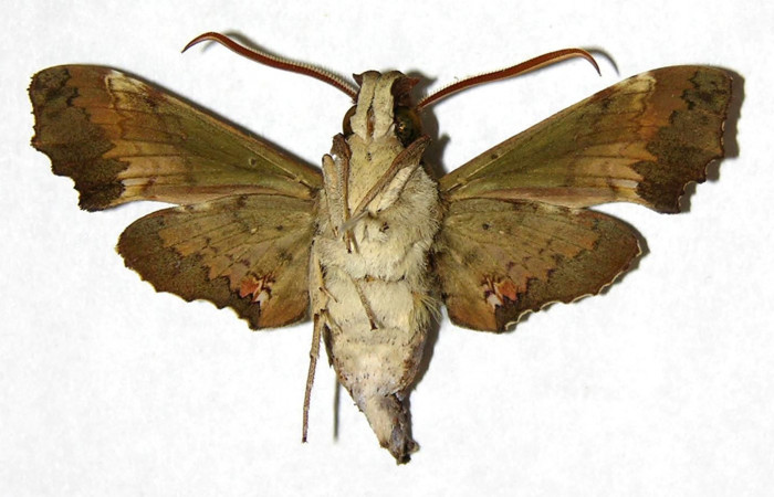 Figura 8. Adulto de <i>Unzela pronoe</i></i> (Sphingidae), macho vista ventral, localidad Estación Biológica Pitilla, Sector Pitilla ACG (675m). Voucher: 05-SRNP-31392-DHJ319251.jpg.