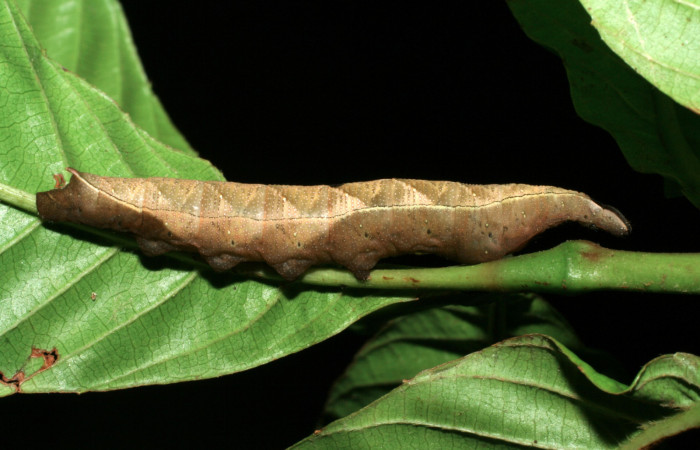 Figura 15. Larva <i>Unzela japix</i></i> (Sphingidae), último estadío (U) vista lateral, localidad Pasmompa, Sector Pitilla ACG (440m). Voucher: 06-SRNP-30512-DHJ412234.jpg.