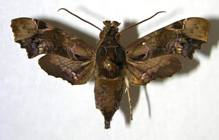 Figura 9. Adulto de <i>Unzela pronoe</i></i> (Sphingidae), hembra vista dorsal, localidad Sendero Sainos, Sector Mundo Nuevo ACG (397m). Voucher: 06-SRNP-57801-DHJ361230.jpg.