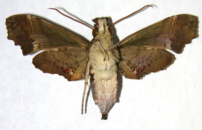 Figura 10. Adulto de <i>Unzela pronoe</i></i> (Sphingidae), hembra vista ventral, localidad Sendero Sainos, Sector Mundo Nuevo ACG (397m). Voucher: 06-SRNP-57801-DHJ361231.jpg.