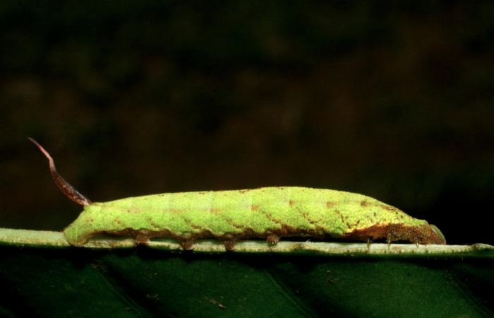 Figura 16. Larva <i>Unzela japix</i></i> (Sphingidae), último estadío (U) vista lateral, localidad Estación Biológica Pitilla, Sector Pitilla ACG (675m). Voucher: 08-SRNP-30100-DHJ438396.jpg.