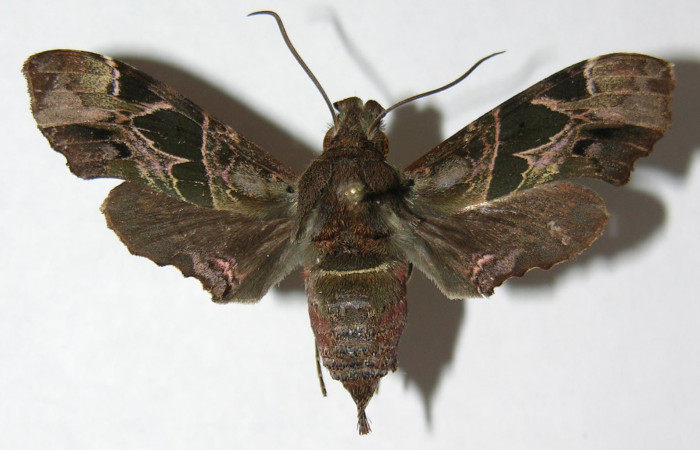 Figura 17. Adulto de <i>Unzela japix</i></i> (Sphingidae), vista dorsal, localidad Estación Biológica Quica, Sector Pitilla ACG (470m). Voucher: 08-SRNP-71177-DHJ391588.jpg.