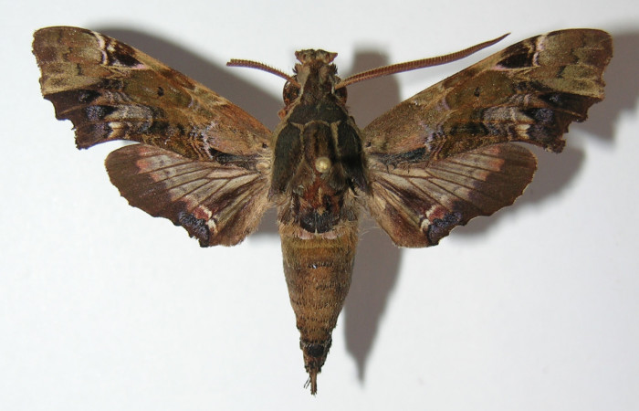 Figura 1. Adulto de <i>Unzela pronoe</i></i> (Sphingidae), vista dorsal, localidad Sendero Orosilito, Sector Pitilla ACG (900m). Voucher: 11-SRNP-31474-DHJ575384.jpg.
