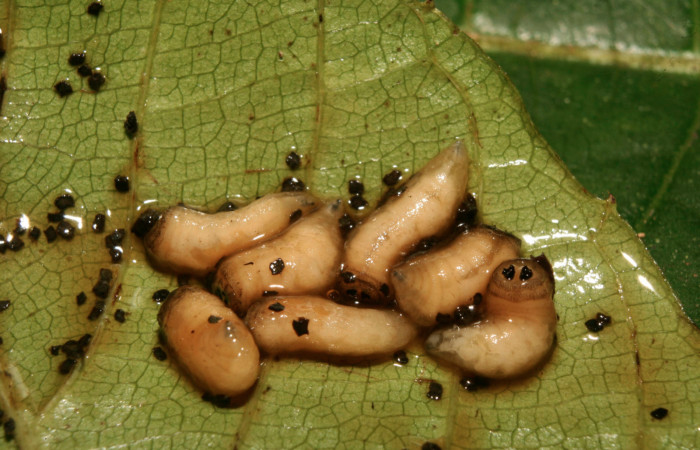 Figura 13. Prepupa de parásitos <i>Drino alacris</i></i> (Tachinidae) que ataca <i>Unzela pronoe</i></i> (Sphingidae), localidad Estación Biológica Quica, Sector Pitilla ACG (470m). Voucher: 14-SRNP-70308-DHJ722016.jpg.