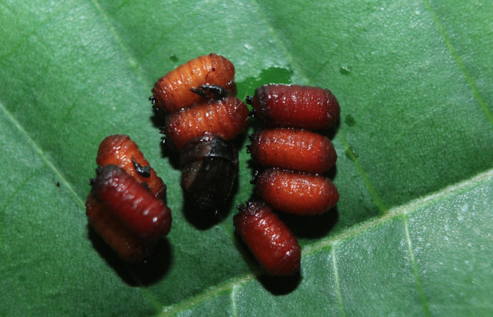 Figura 14. Puparios de parásitos <i>Drino alacris</i></i> (Tachinidae) que ataca <i>Unzela pronoe</i></i> (Sphingidae), localidad Sendero Manguera Estación Biológica Quica, Sector Pitilla ACG (470m). Voucher: 15-SRNP-72170-DHJ732068.jpg.