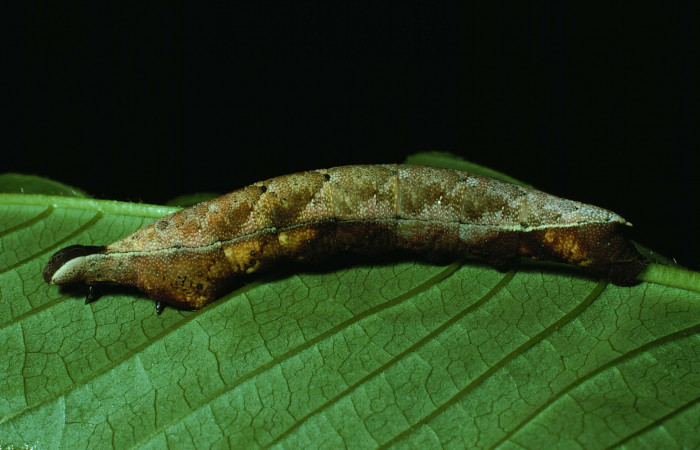 Figura 3. Larva <i>Unzela pronoe</i></i> (Sphingidae), último estadío (U) vista lateral, localidad Bosque Húmedo, Sector Santa Rosa ACG (290m). Voucher: 86-SRNP-224-DHJ9612.jpg.