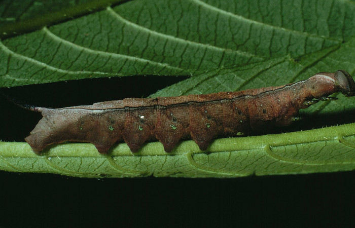Figura 2. Larva <i>Unzela pronoe</i></i> (Sphingidae), penúltimo estadío (PU) vista lateral, localidad Bosque San Emilio, Sector Santa Rosa ACG (300m). Voucher: 90-SRNP-820-DHJ12576.jpg.