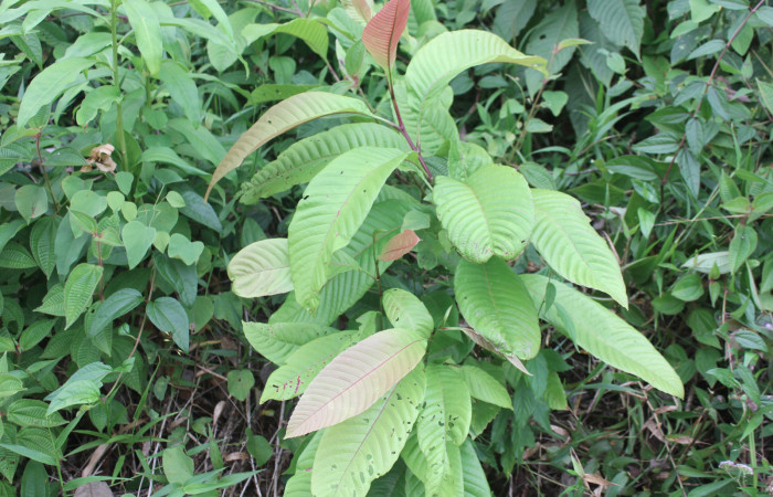 Figura 19. Planta hospedera de <i>Unzela pronoe</i></i> (Sphingidae), esta planta se llama <i>Davilla nitida</i></i> (Dilleniaceae), localidad Medrano Estación Biológica Quica, Sector Pitilla ACG (380m). Foto: Ricardo Calero, 21 Abril 2020.