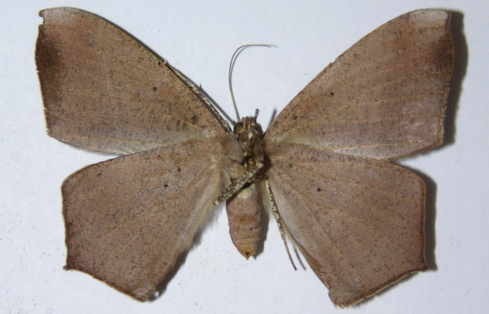 Figura 4. Adulto de <i>Prochoerodes striata</i></i> (hembra), vista ventral. (05-SRNP-57017-DHJ324897).