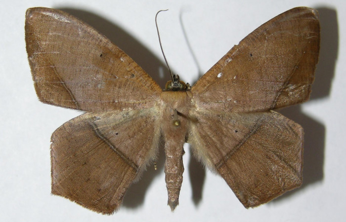 Figura 1. Adulto de <i>Prochoerodes striata</i></i> (macho), vista dorsal. (05-SRNP-6996-DHJ330476).