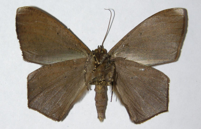 Figura 2. Adulto de <i>Prochoerodes striata</i></i> (macho), vista ventral. (05-SRNP-6996-DHJ330477).