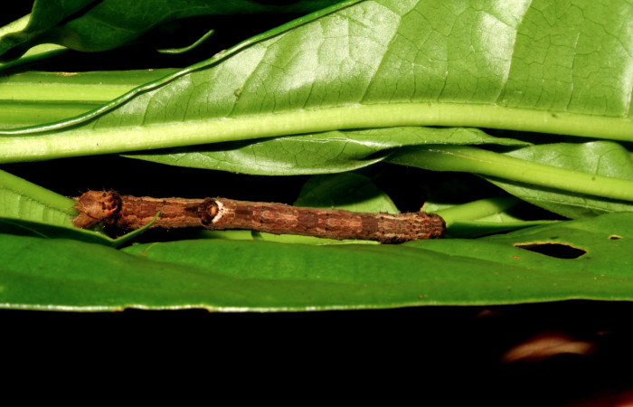 Figura 7. Larva <i>Prochoerodes striata</i></i>, (Geometridae), vista dorsal. (08-SRNP-6464-DHJ448852).